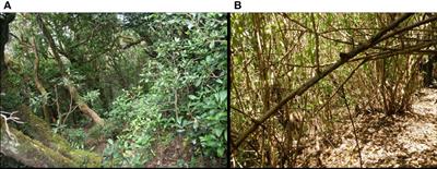 Patterns and consequences of invasion of tropical montane forests by Cestrum aurantiacum Lindl. in the Western Ghats